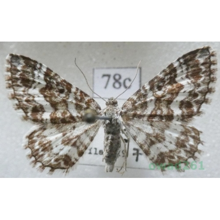 Epirrhoe pupillata (Thunberg, 1788) Slovakia78c